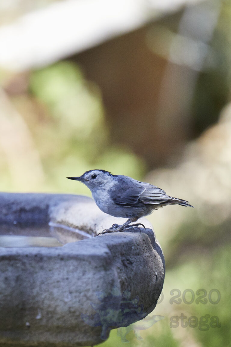 White-Breasted Nuthatch
