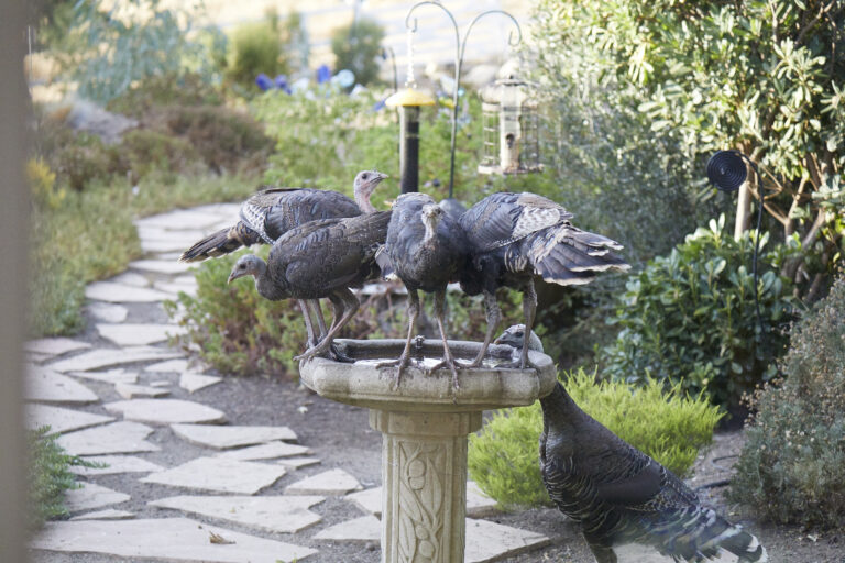 Wild Turkeys