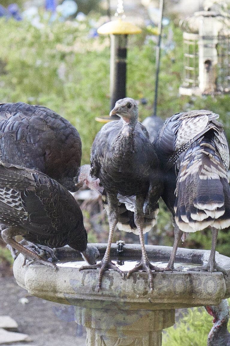 Wild Turkey