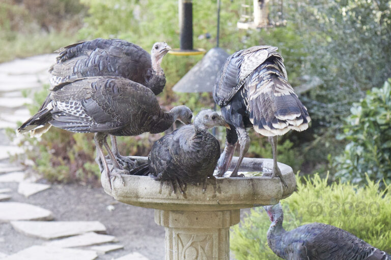 Wild Turkeys