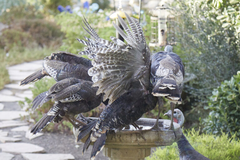 Wild Turkey