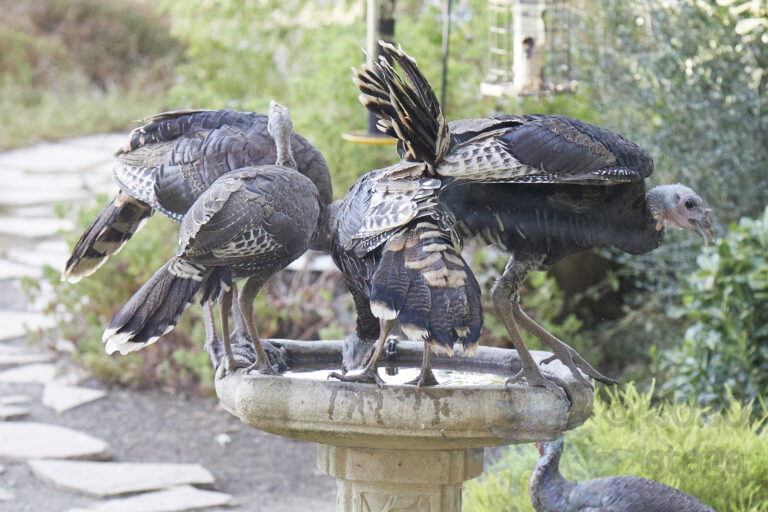 Wild Turkeys