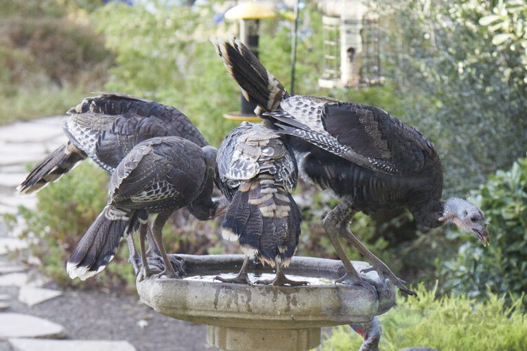Wild Turkey Butts