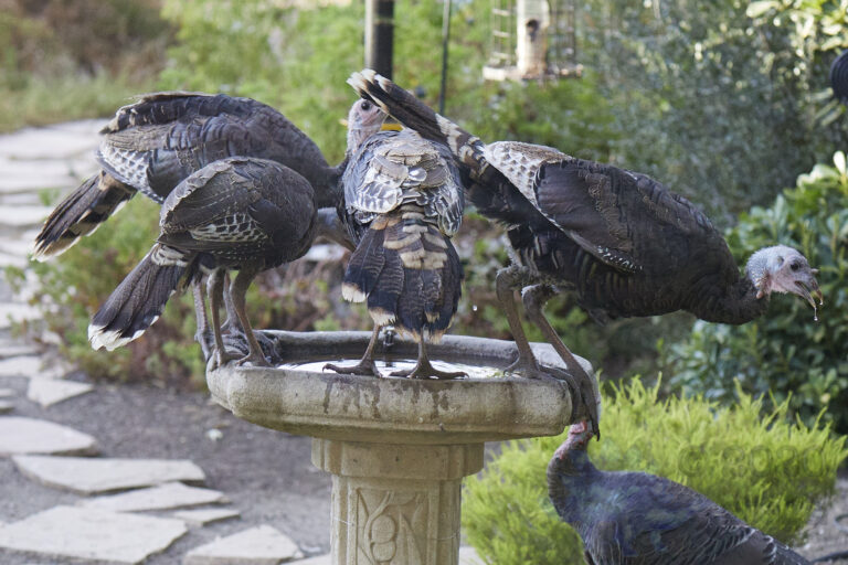 Wild Turkeys