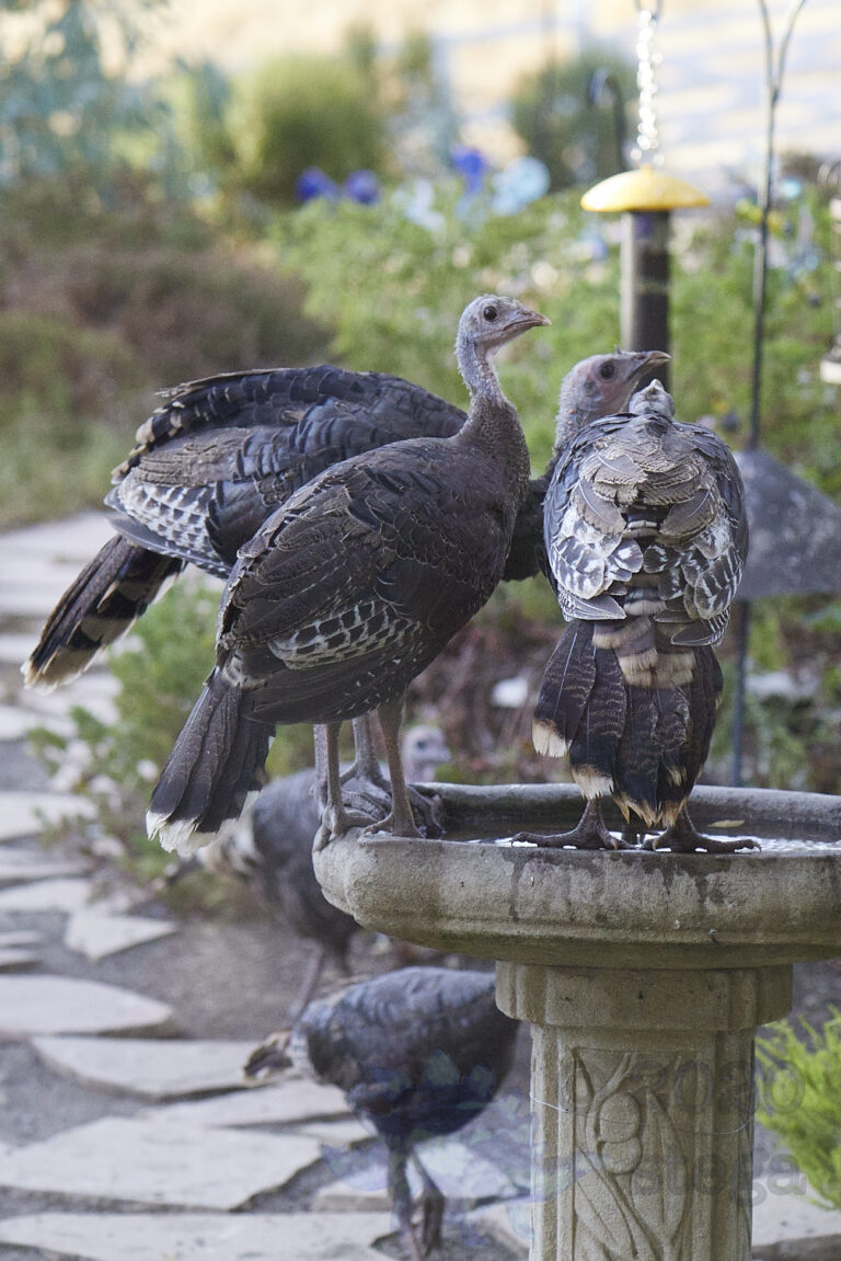 Wild Turkeys