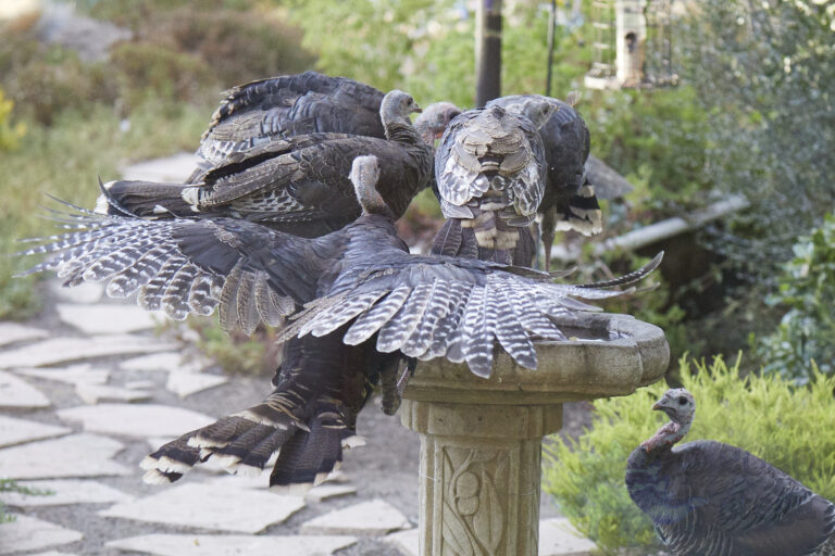 Wild Turkeys