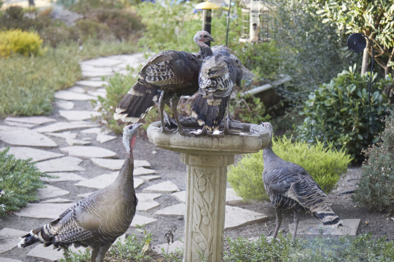 Wild Turkeys