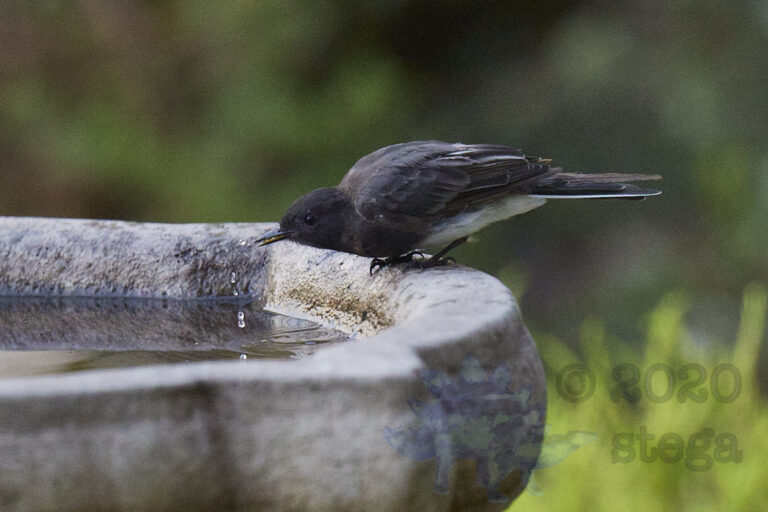 Black Phoebe