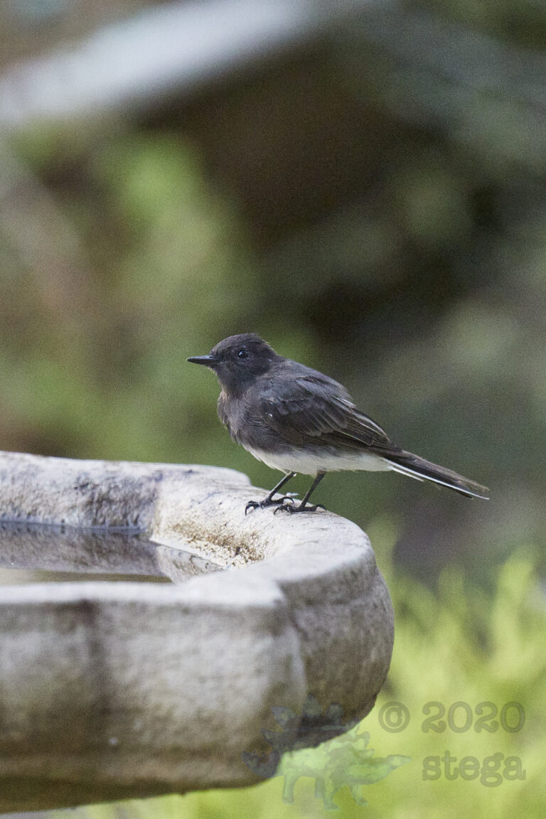 Black Phoebe