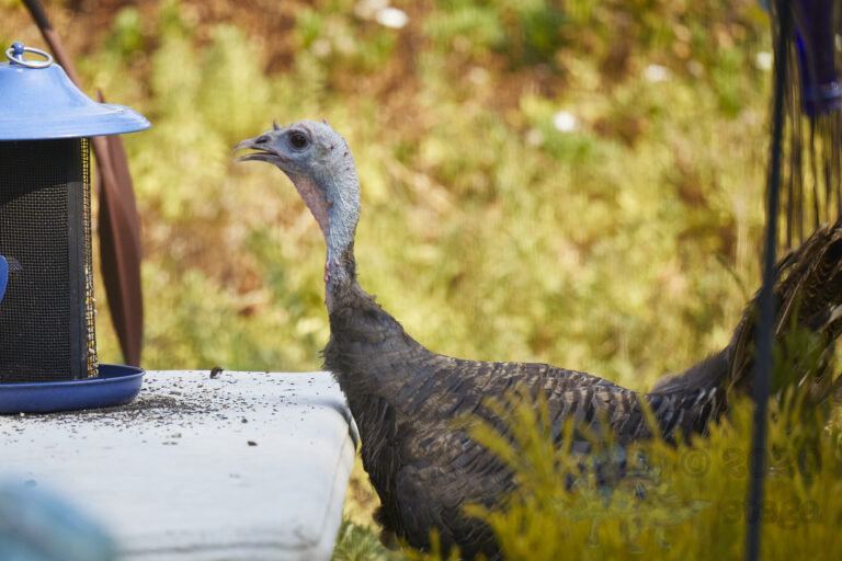 Turkey
