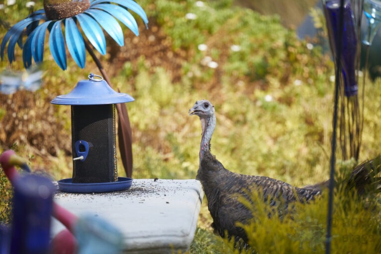 Wild Turkey