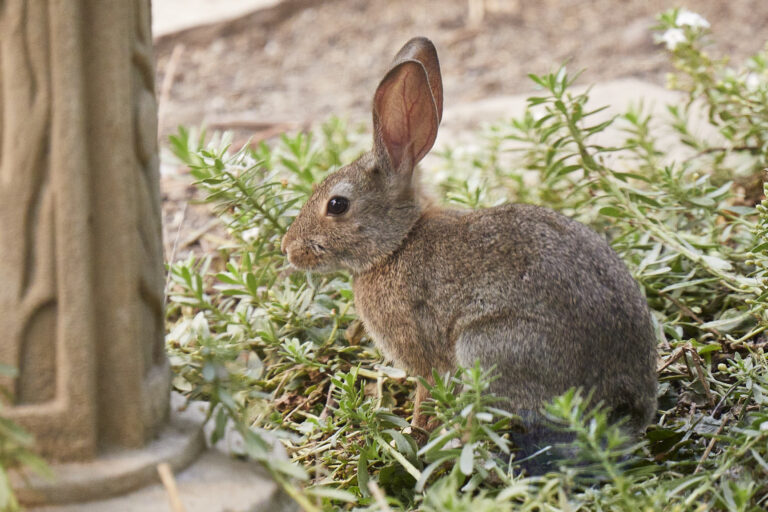 Baby Hare