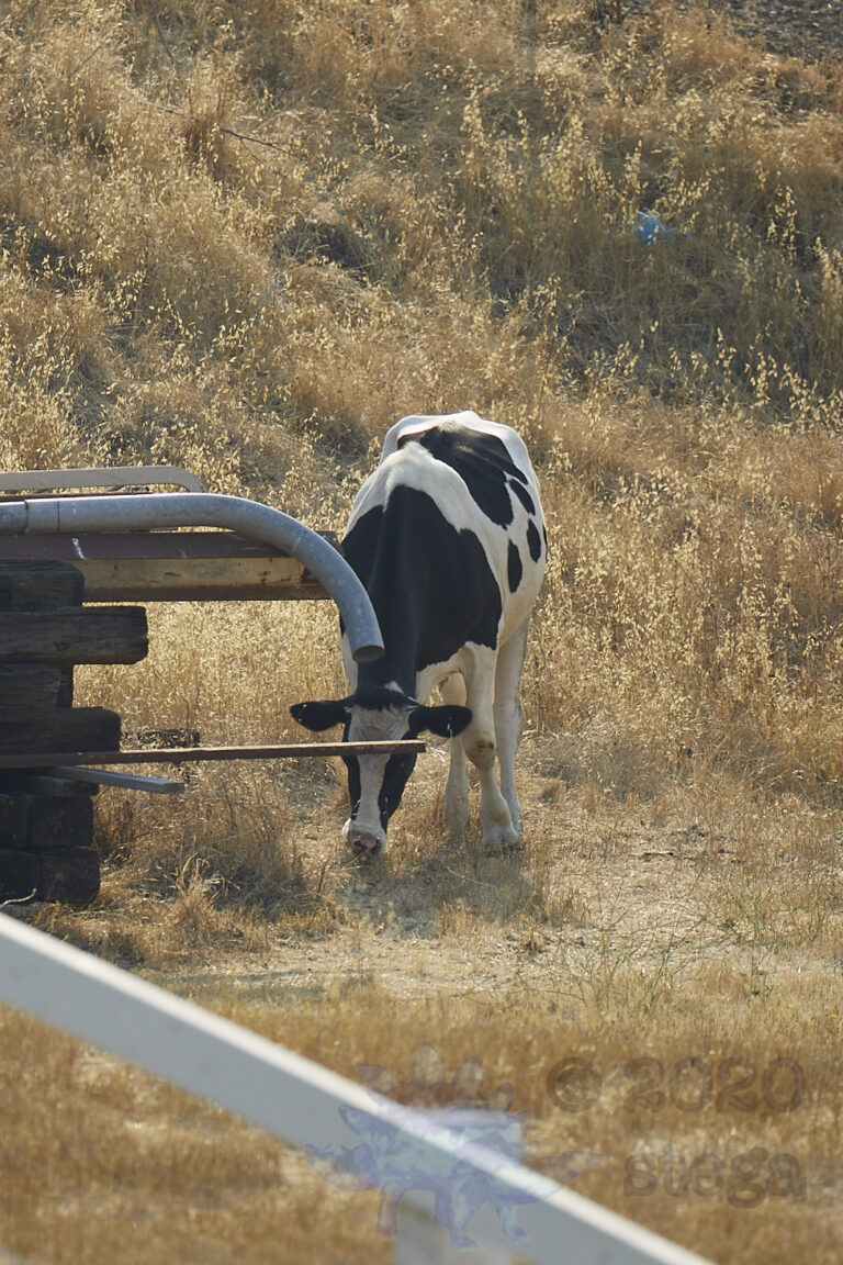 Not My Cow
