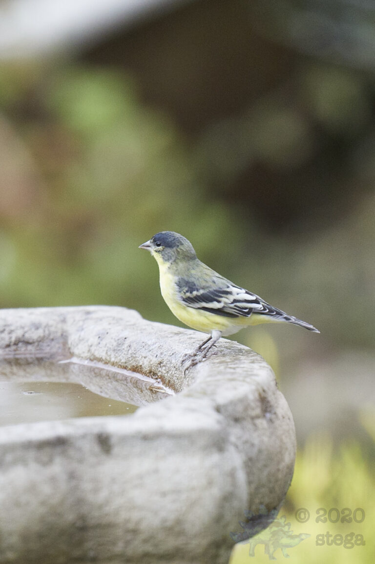 Lesser Goldfinch