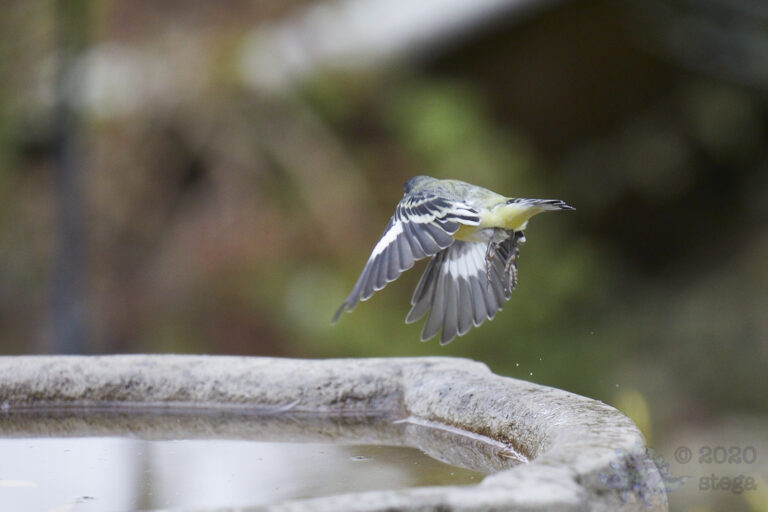 Lesser Goldfinch