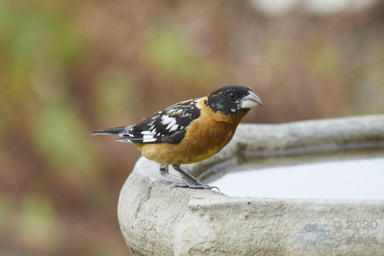 Black-headed Grosbeak
