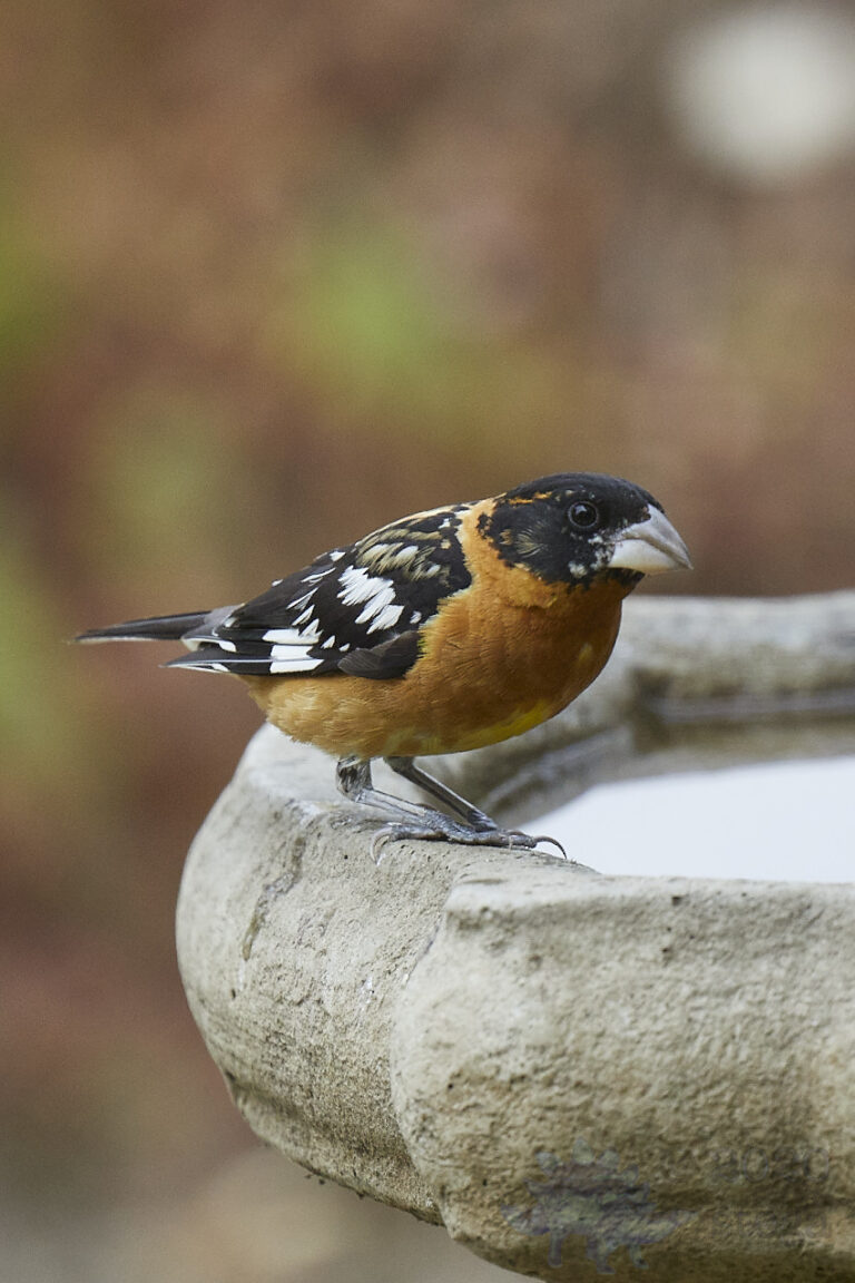 Black-headed Grosbeak