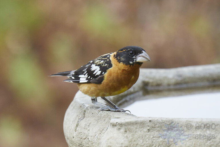 Black-Headed Grosbeak