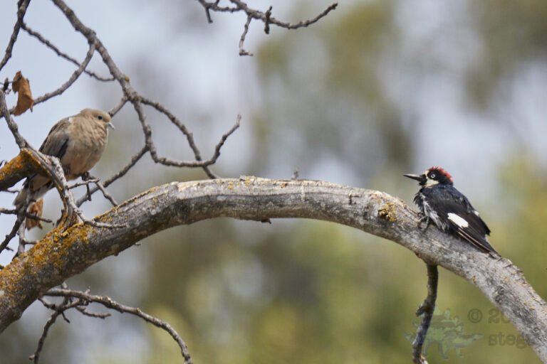 Acorn Woodpecker and Mourning Dove