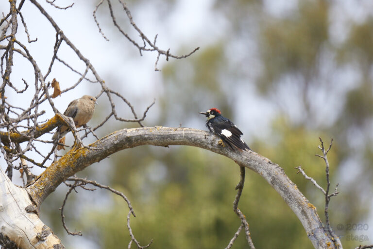 Mourning Dove and Acorn Woodpecker