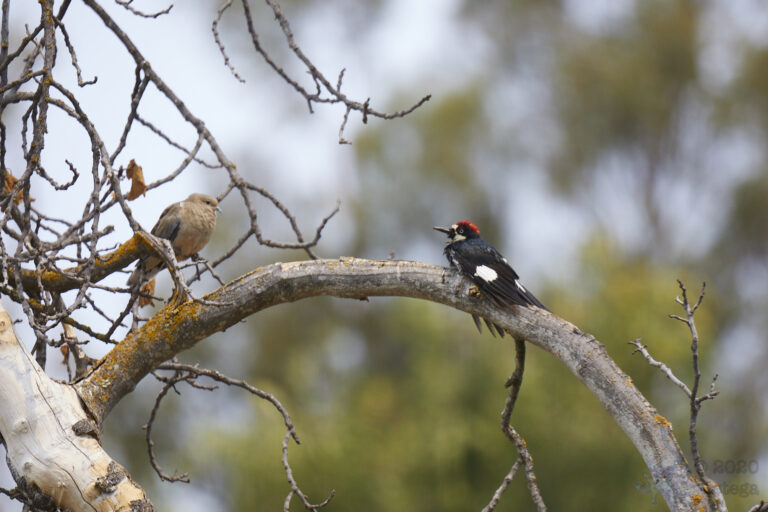 Acorn Woodpecker and Mourning Dove
