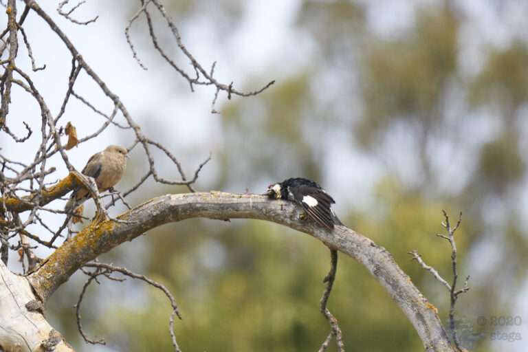 Acorn Woodpecker and Mourning Dove