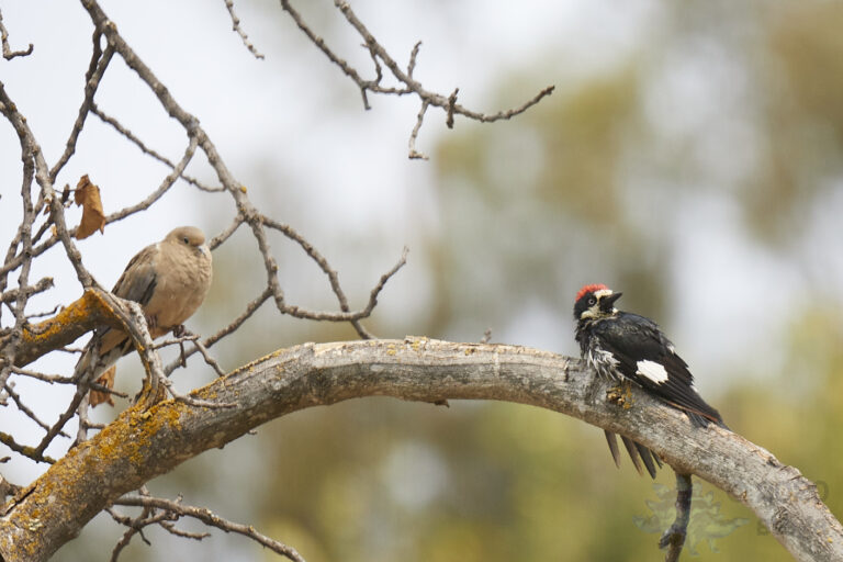 Acorn Woodpecker and Mourning Dove