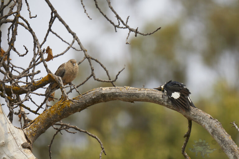 Acorn Woodpecker and Mourning Dove