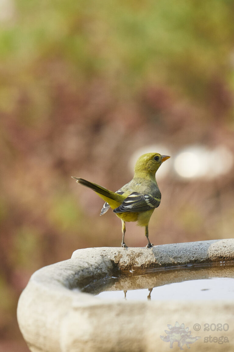 Western Tanager