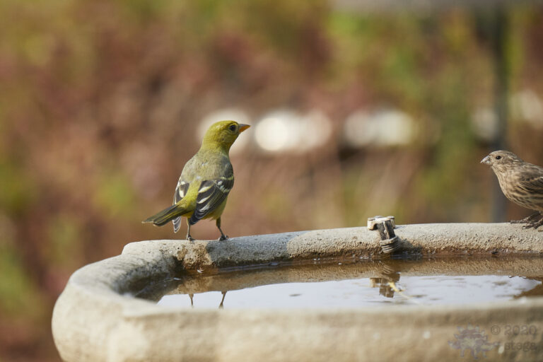 Western Tanager