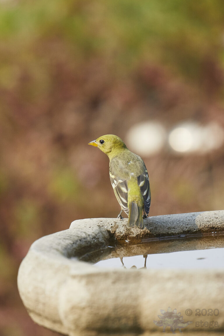 Western Tanager
