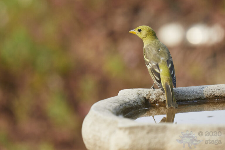 Western Tanager