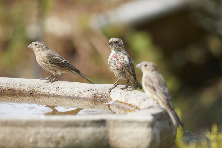 House Finches