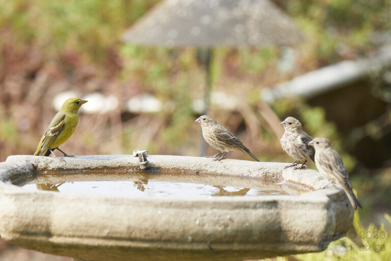 Western Tanager with House Finches