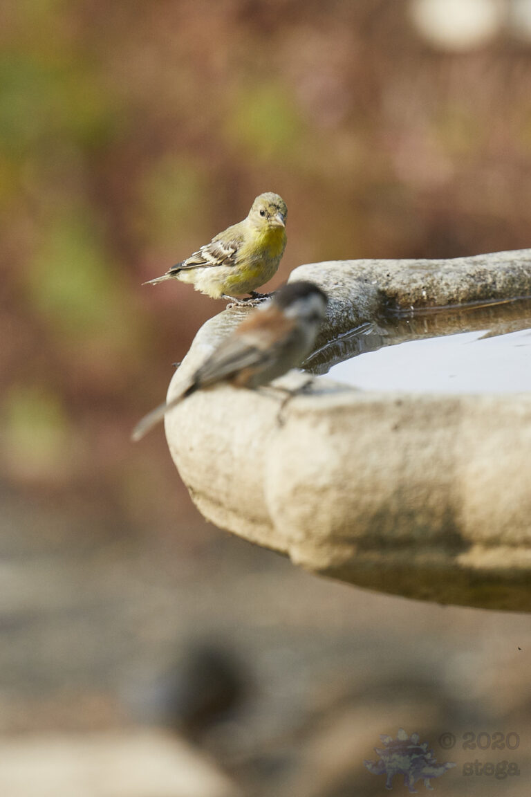 Lesser Goldfinch