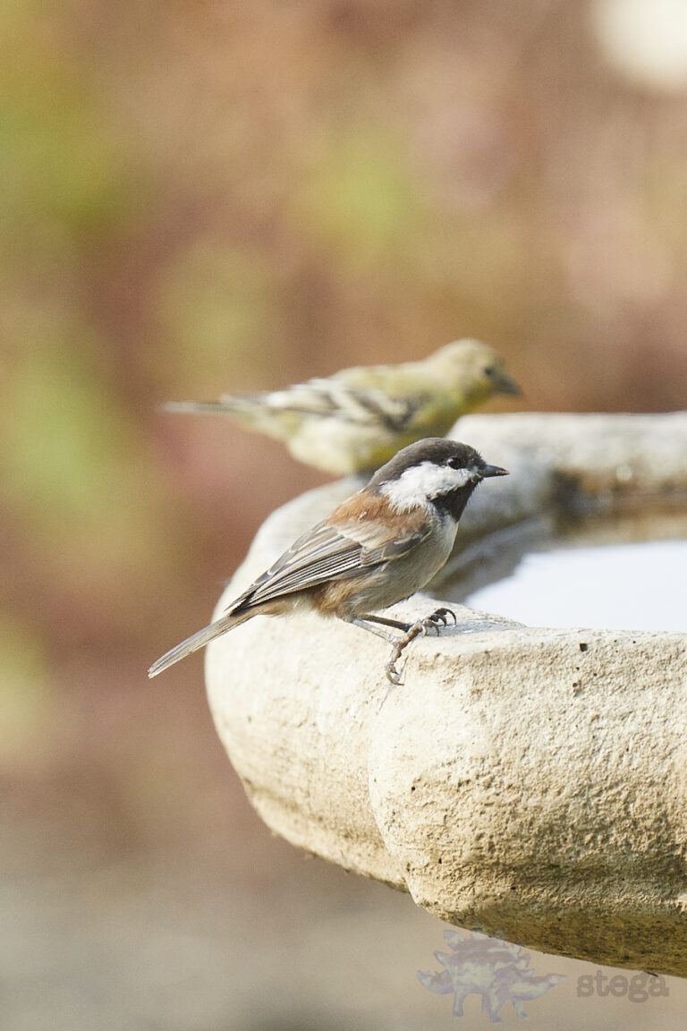 Chestnut-backed Chickadee