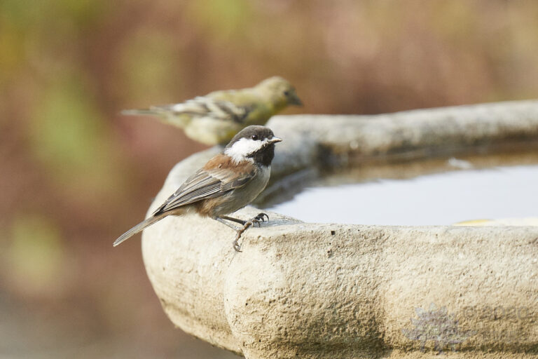 Chestnut-Backed Chickadee