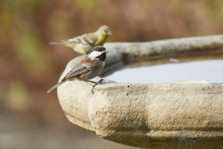 Chestnut-backed Chickadee