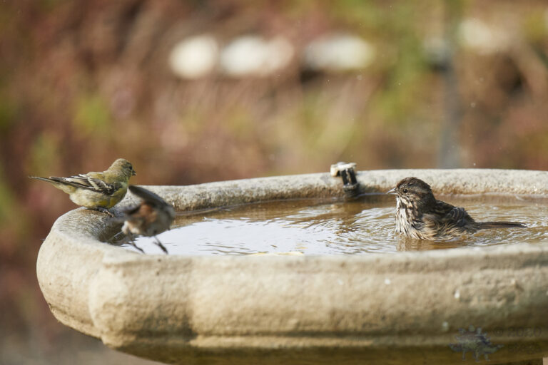 Song Sparrow and Friends