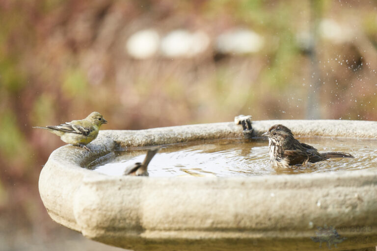 Song Sparrow and Lesser Goldfinch