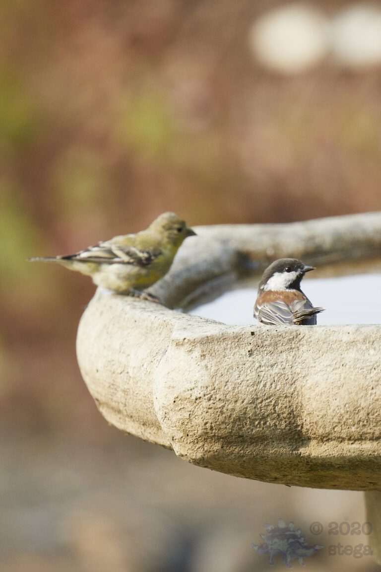 Chestnut-backed Chickadee