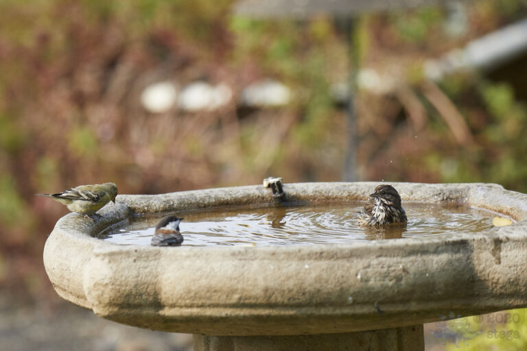 Song Sparrow, Lesser Goldfinch and Chestnut-Backed Chickadee