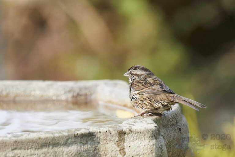 Song Sparrow