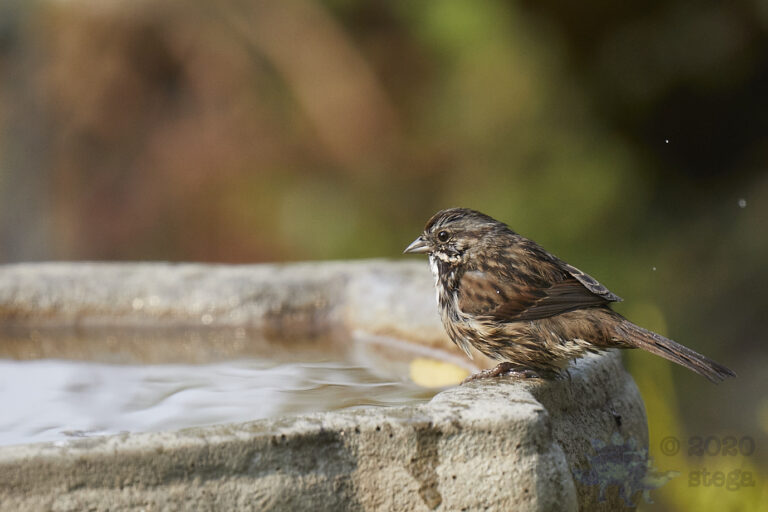 Song Sparrow