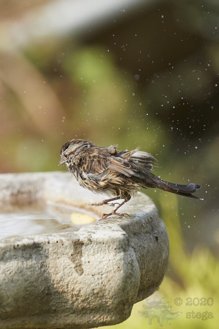 Song Sparrow