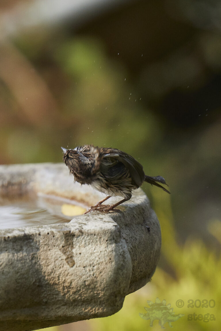 Song Sparrow