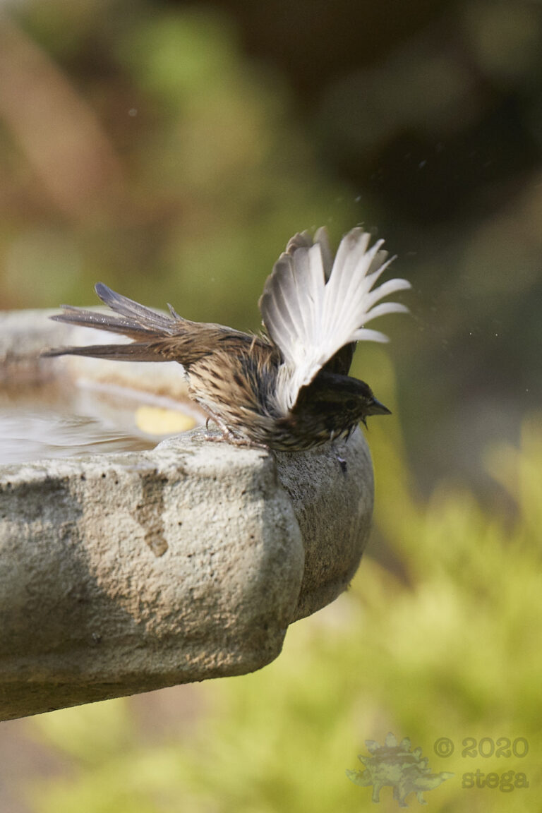 Song Sparrow