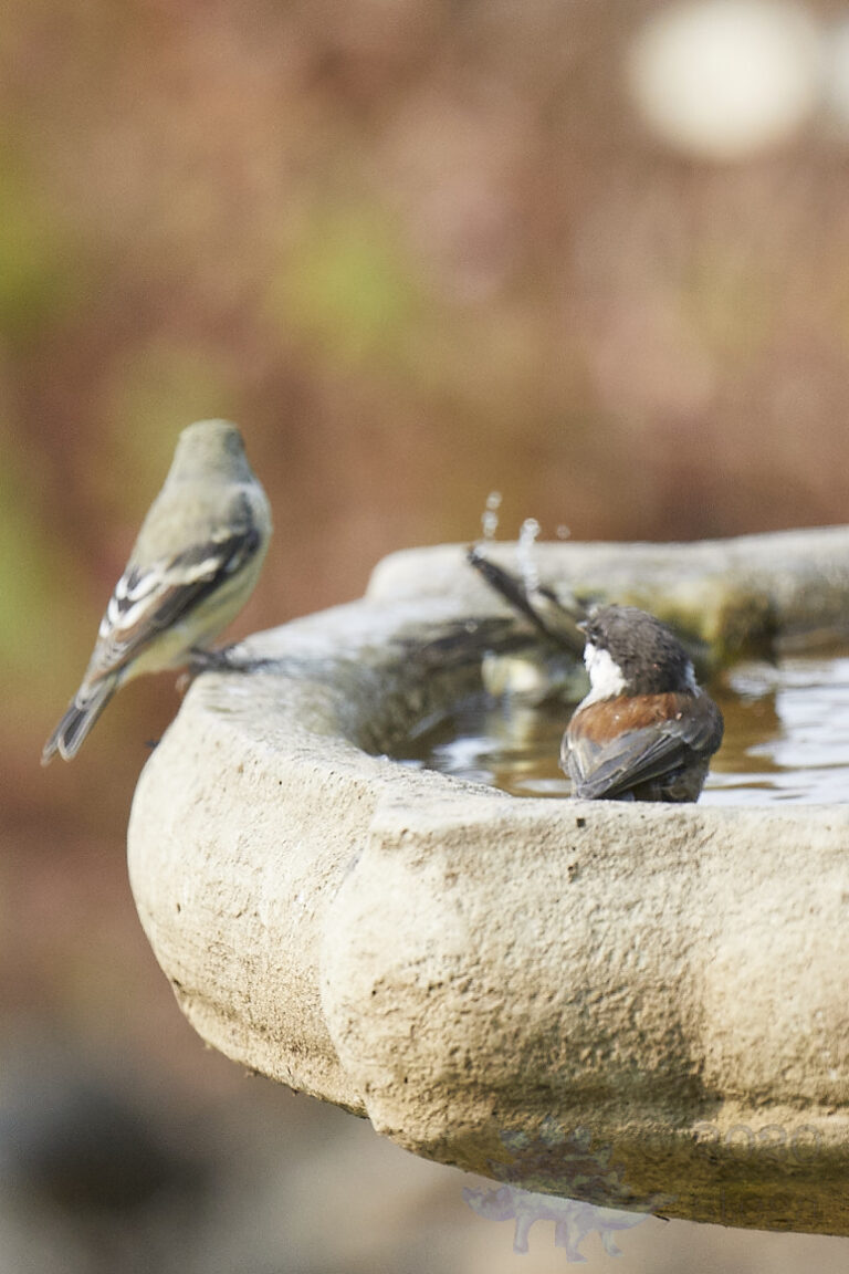 Chestnut-backed Chickadee