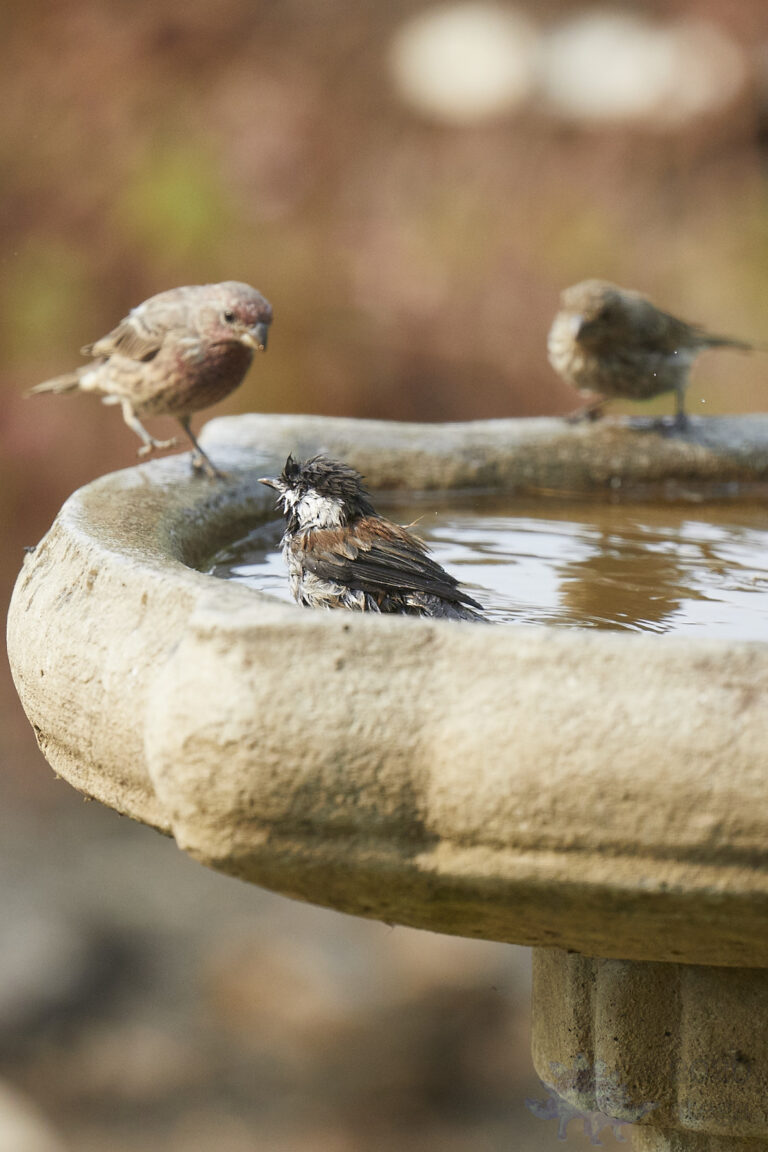 Chestnut-backed Chickadee