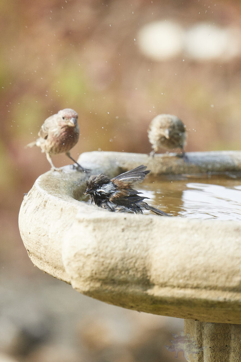 Chestnut-backed Chickadee, House Finch, and Pine Siskin